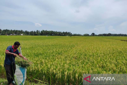 Aceh Besar targetkan bisa produksi 10 ton padi per hektare pada 2023