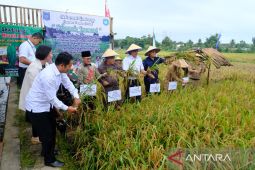 Murok Jerami Suku Mengkanau sukses panen padi berkat binaan TJSL PLN Babel dalam pemanfaatan Faba
