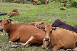 Kotabaru boosts cattle population through Sikomandan program