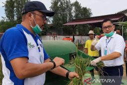 ASEM produksi beras Kalbar 2022 sebanyak 535,123 ton