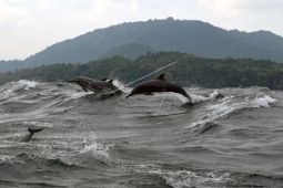 Wisata Lumba-Lumba Selat Malaka