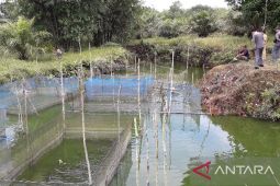 Produksi budi daya perikanan di Bangka Barat 1.229 ton