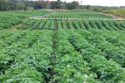 Petani hortikultura di Sumatera Utara bantah program lumbung pangan gagal