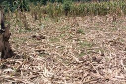 Petani merugi akibat kawanan gajah liar rusak tanaman jagung