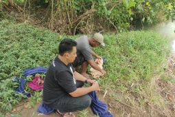 BKSDA Maluku lepasliarkan 13 satwa Soa Layar Halmahera
