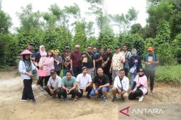 Produksi Lada di Kabupaten Belitung Semakin Pesat, Petani Sasar Peluang Ekspor