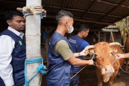 DKPP Kota Madiun gencarkan vaksin ternak sapi-kambing cegah PMK