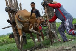 Distan Kabupaten Cirebon suntikan sebanyak 7.221 dosis vaksin PMK