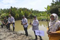 Pemkab Luwu Utara tanam 5.000 pohon bakau