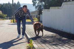 Bobi, anjing tertua di dunia