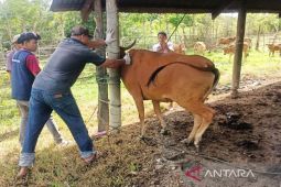 Pemkab Nagan Raya lanjutkan vaksinasi cegah penularan PMK terhadap ternak