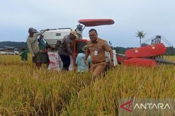 BUMDes stabilkan harga jual beras di Manokwari