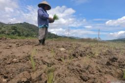 Bangka Tengah dorong petani garap lahan kritis bekas penambangan timah