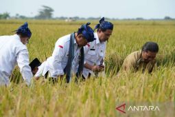 Mentan: Ketersediaan beras dan komoditas pangan lainnya jelang ramadhan dan lebaran aman