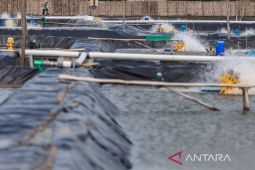 Target produksi udang nasional