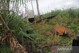 BKSDA imbau masyarakat tak beraktivitas dalam kawasan hutan lindung