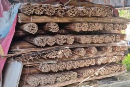 Asosiasi pengusaha rotan di Kalbar minta larangan ekspor direvisi