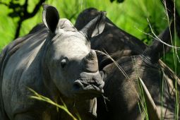 Populasi badak dan gajah Uganda kini terus bertambah