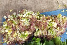 Kembang Tigarun, satu jenis sayuran unik dijual di Kota Banjarmasin