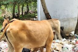 Pemkab Tanggamus imbau warga waspadai penyakit LSD pada hewan ternak