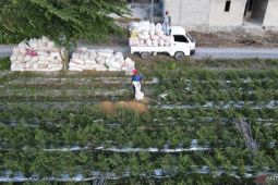 Strategi menuju karbon organik tanah 2 persen