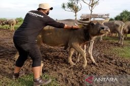 Beroperasi Sejak September 2022, Segini Cakupan Layanan Puskeswan Pembantu Cibaliung