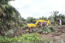 102 pekebun di Kabupaten Kubu Raya nikmati program peremajaan sawit dari BPDPKS