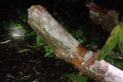 Arus lalu lintas Pesisir Barat - Bengkulu normal setelah pohon tumbang dibersihkan