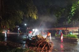 Tiga pohon besar tumbang saat hujan deras guyur Kota Bogor