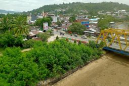 BRIN temukan limbah minyak pada mangrove mati di Teluk Ambon