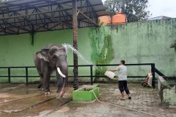 Kebun Binatang Jambi siapkan fasilitas sambut kedatangan gajah betina