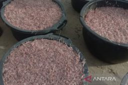 Nelayan Mukomuko Bengkulu panen ikan mungkus