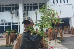 Pemerintah Papua dorong ASN tanam cabai