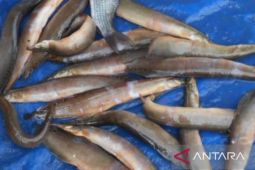 Ikan tilan rasanya lezat tapi kurang disukai warga Banjarmasin