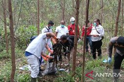 Kerangka tubuh manusia ditemukan di kebun akasia Jambi