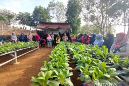 PT Timah kembangkan pertanian hidroponik di pulau terpencil