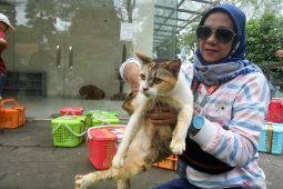 Pemkab Bangka Tengah galakkan program sterilisasi kucing