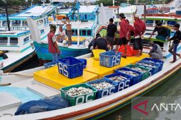 Produksi ikan di PPN Sungailiat capai 285 ton