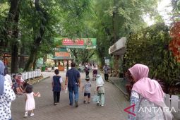 KBS masih lakukan pemetaan area "night zoo"