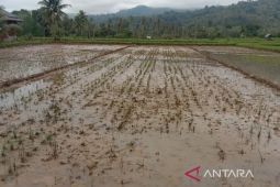 15 Hektare padi sawah petani Sipangko puso dampak banjir Tapsel