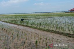 DTPH Jabar sediakan bantuan benih untuk petani gagal tanam di Cirebon