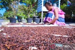 Petani cengkeh di Natuna kesulitan tukang panen