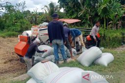 Harga jual gabah turun di Nagan Raya akibat rendahnya kualitas