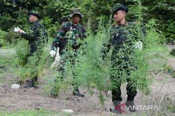 BNN temukan 18 ribu batang ganja di pegunungan Aceh Besar siap panen