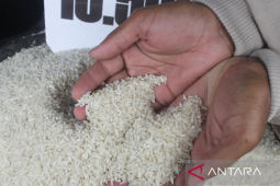 Harga beras di Flores Timur NTT melonjak capai Rp800.000/50 kg