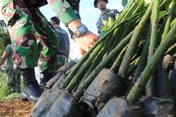 Kodim 0110 Abdya akan tanam 2.000 mangrove