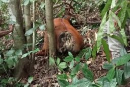 Pasca ternak diterkam harimau, BKPH Lambeso imbau warga tetap  waspada