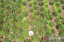 Kontribusi sawit pada pendapatan keluarga di Kalbar 68 persen