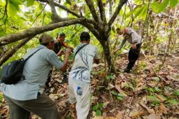 Polisi sebut harimau mati di Aceh Timur diduga keracunan