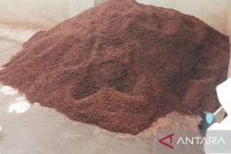 Harga rempah hasil perkebunan Maluku di Ambon stabil